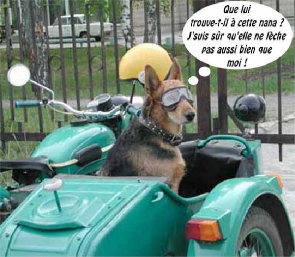 chien 001-humourenvrac